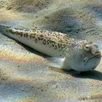 Come fare se ti punge una tracina o pesce ragno