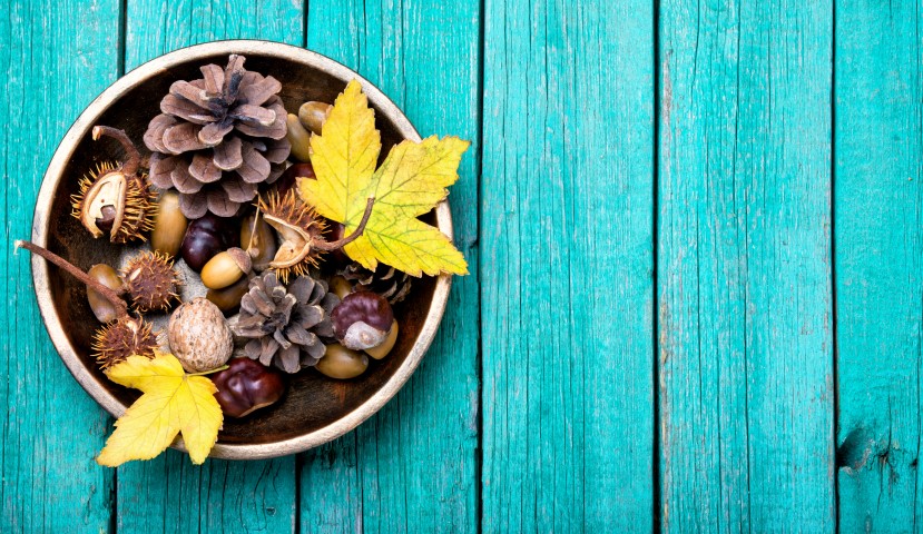 Come curarsi con un fiore l'arte del Ikebana