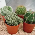 Come rinvasare le piante grasse #1