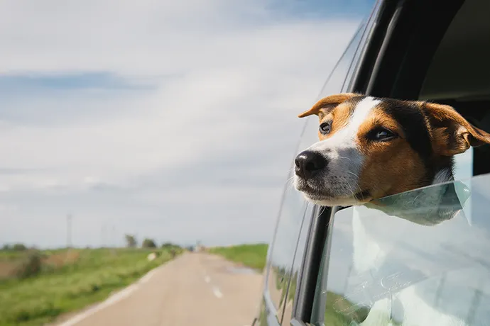 Come eliminare l’odore del cane dall’auto