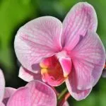 Come curare le orchidee in casa