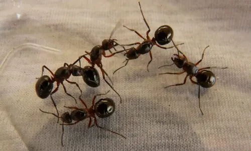 Come eliminare le formiche in casa e dal giardino in modo naturale